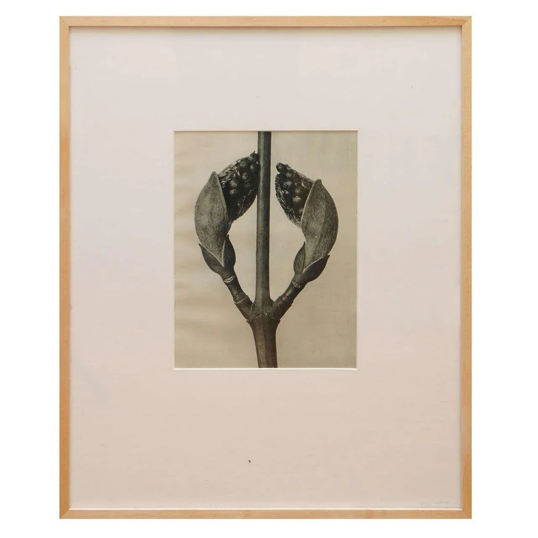 Karl Blossfeldt, Botanical Image From "Urformen Der Kunst" - 5