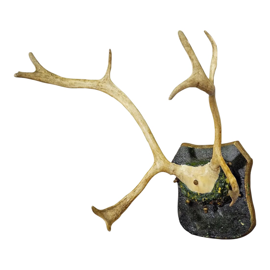 Antique Reindeer Antler Mount Taxidermy Cabin Decor Skull Antlers (1 of 5)