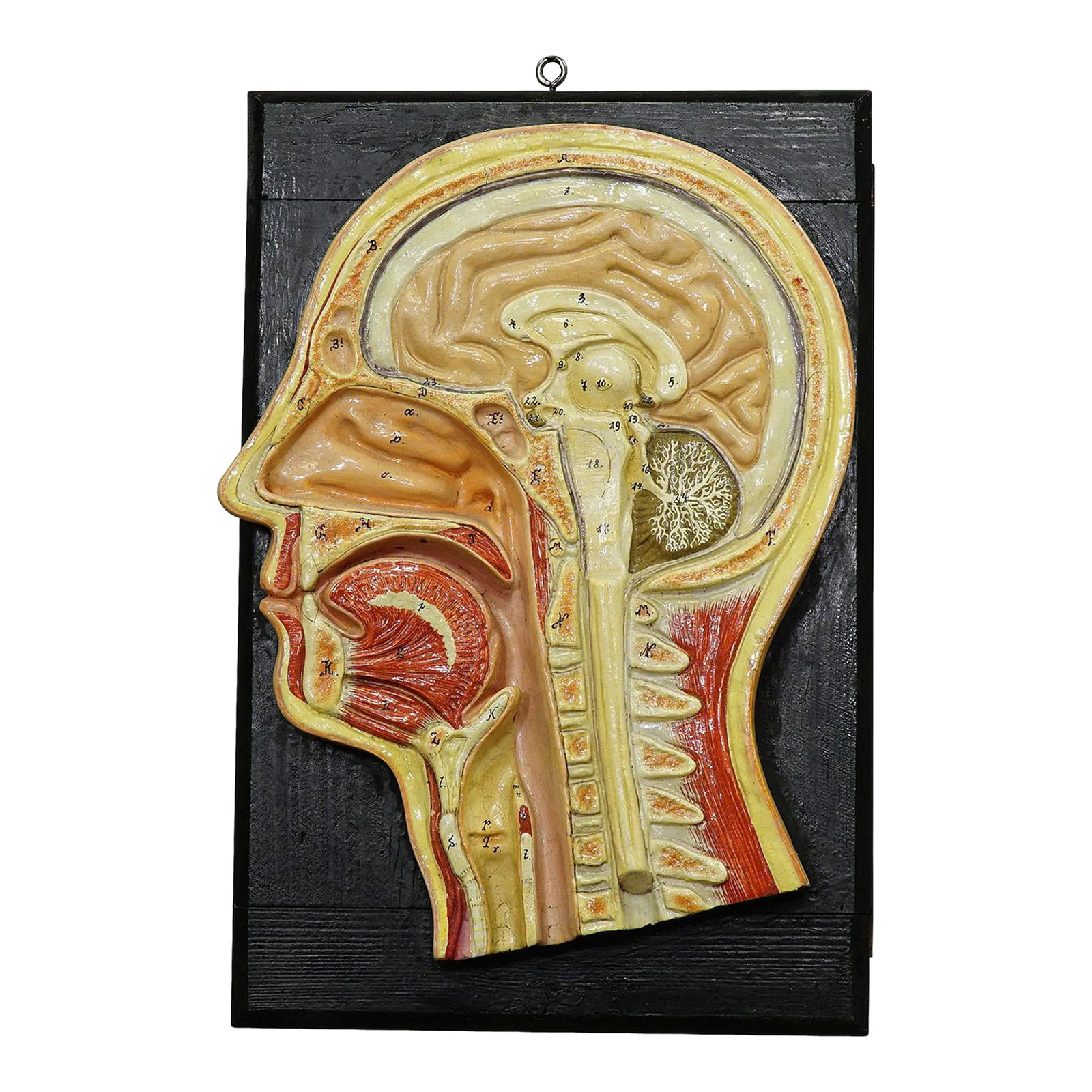 Antique Teaching Aid - Median Incision of the Human Head, Ca. 1920: Antique Teaching Aid - Median Incision of the Human Head, ca. 1920 A great antique hand-painted and hand lettered anatomical model. A median incision of the head for class. The model is made of wood,