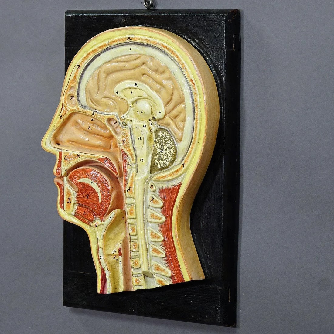 Antique Teaching Aid - Median Incision of the Human Head, Ca. 1920 - 2