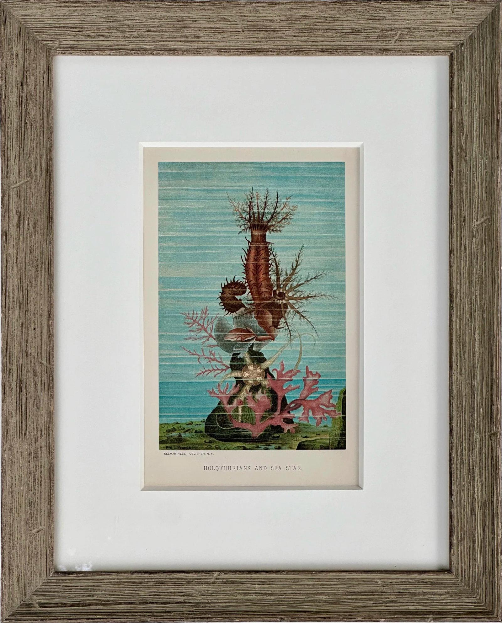 Sea Cucumber & Coral Print, C. 1898, Framed: Original chromolithograph published by Selmar Hess in 1898. Custom frame and UV-resistant glass. Dimensions: 11 x 14" Condition: Alterations: Original Condition Unaltered Imperfections: Some