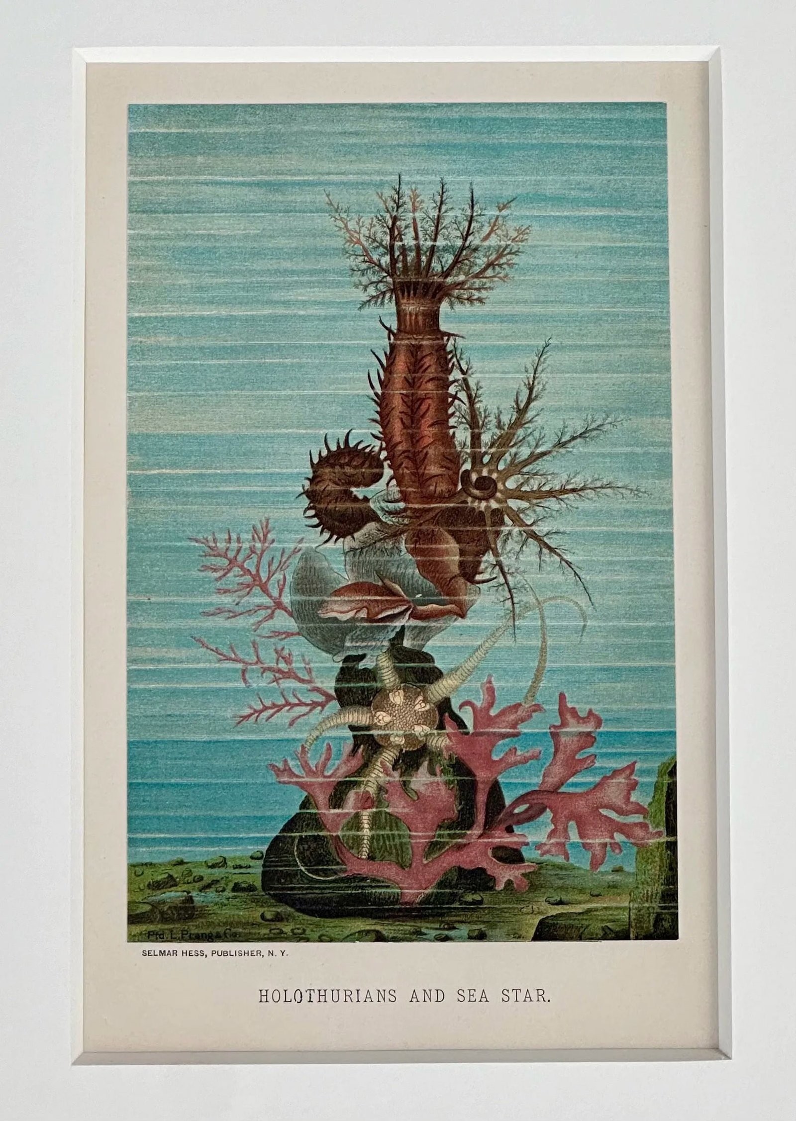Sea Cucumber & Coral Print, C. 1898, Framed - 2