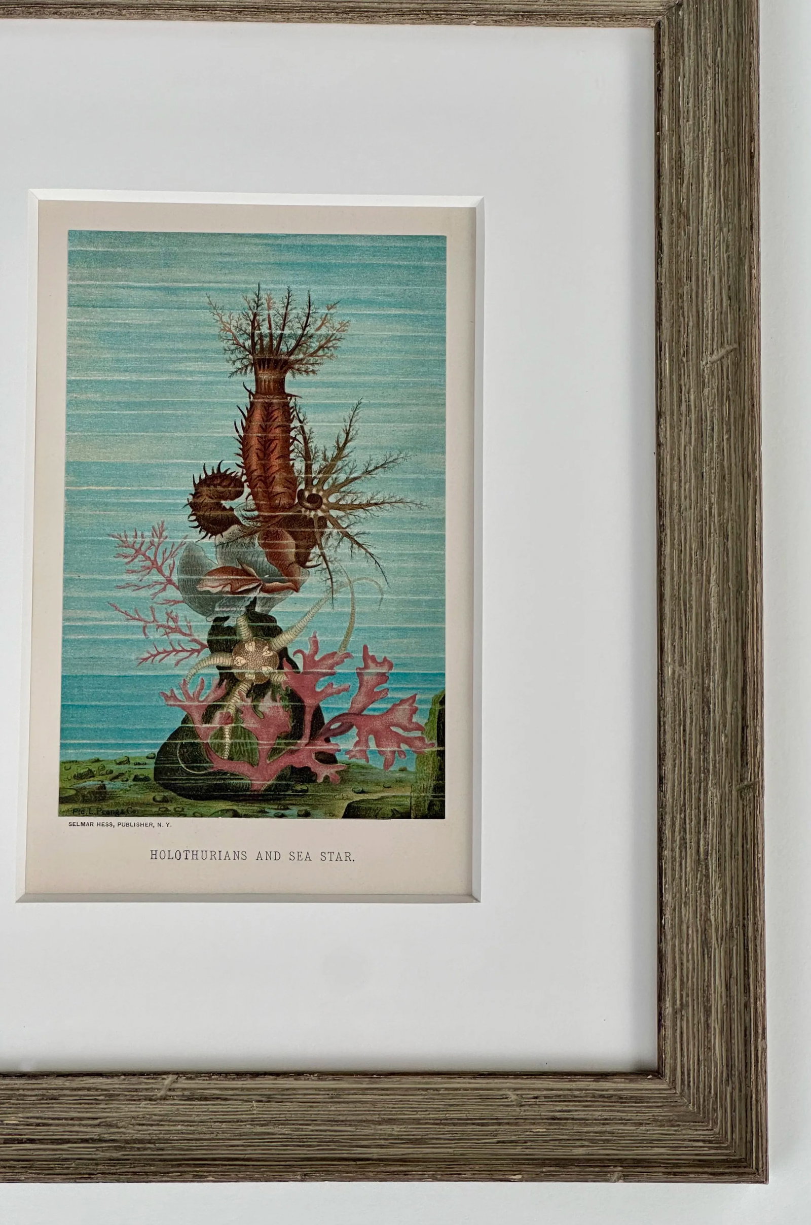 Sea Cucumber & Coral Print, C. 1898, Framed - 3