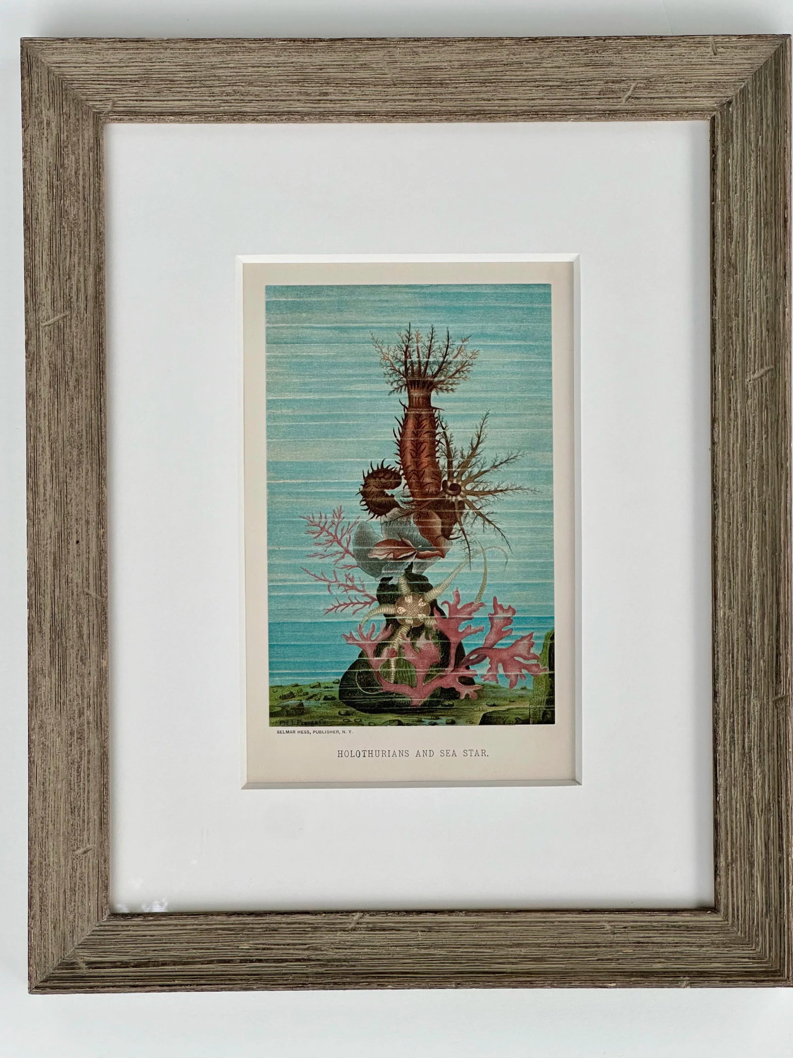 Sea Cucumber & Coral Print, C. 1898, Framed - 4