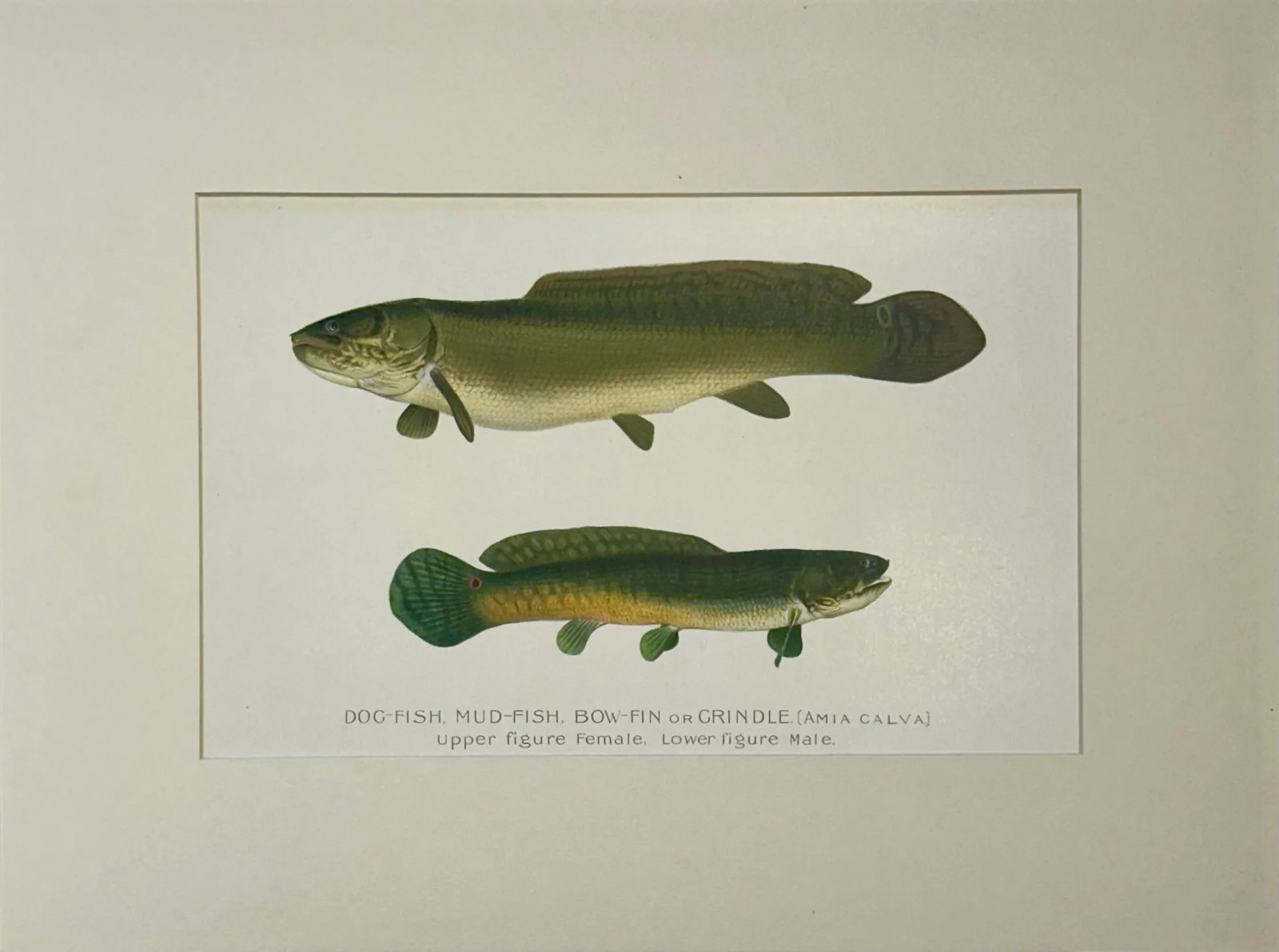 Dogfish Male & Female, Circa 1903: Original chromolithograph of Dogfish (male & female) by S. F. Denton for the New York Forest, Fish and Game Commission, 1903. Unframed, displayed in mat. Dimensions: 16 x 12" Condition: Alterations: