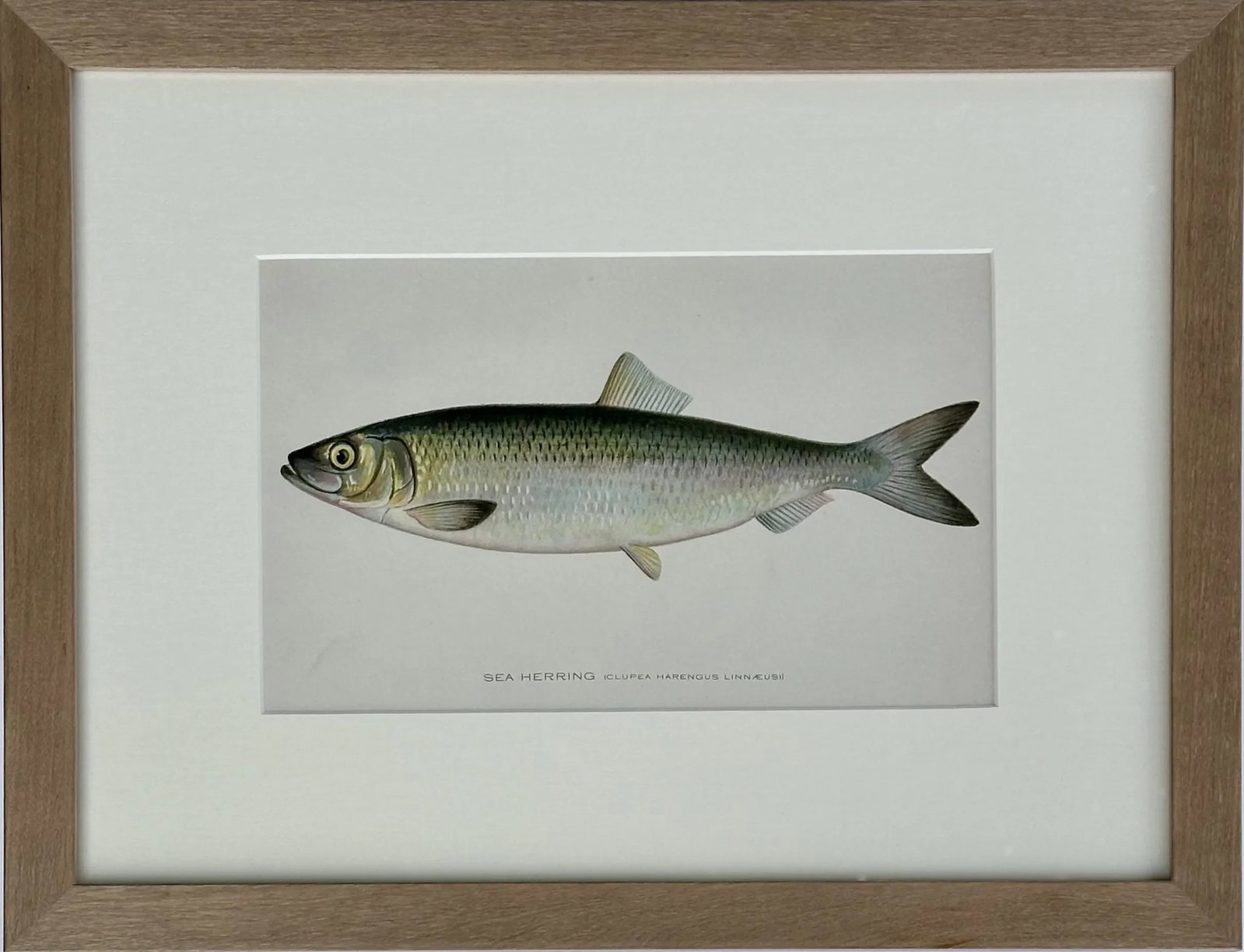 20th Century Sea Herring Print, Framed: Original chromolithograph by Sherman Foote Denton for the New York Forest, Fish and Game Commission, 1903. Displayed in a custom frame with UV protectant glass. Dimensions: 17 3/4 x 13 3/4"