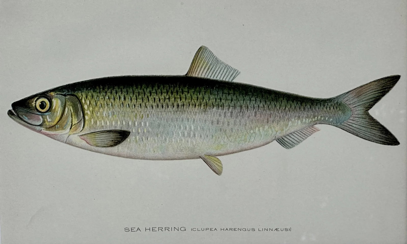 20th Century Sea Herring Print, Framed - 2