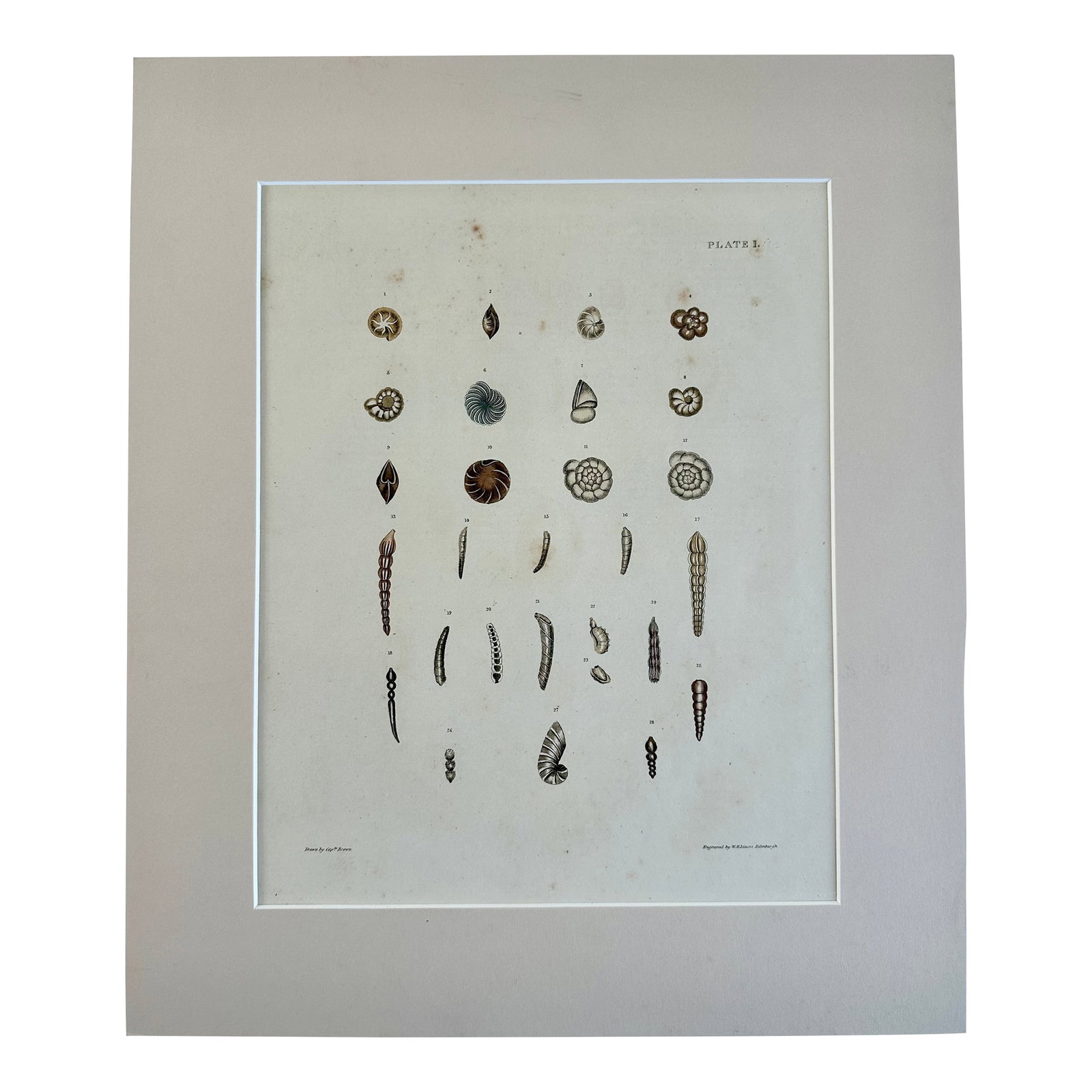 Auger Shells, 19th Century Print (Unframed): Original hand-colored engraving from illustrations of the "Land and Fresh Water Conchology of Great Britain and Ireland," drawn and colored by Captain Thomas Brown and published in London in 1845.