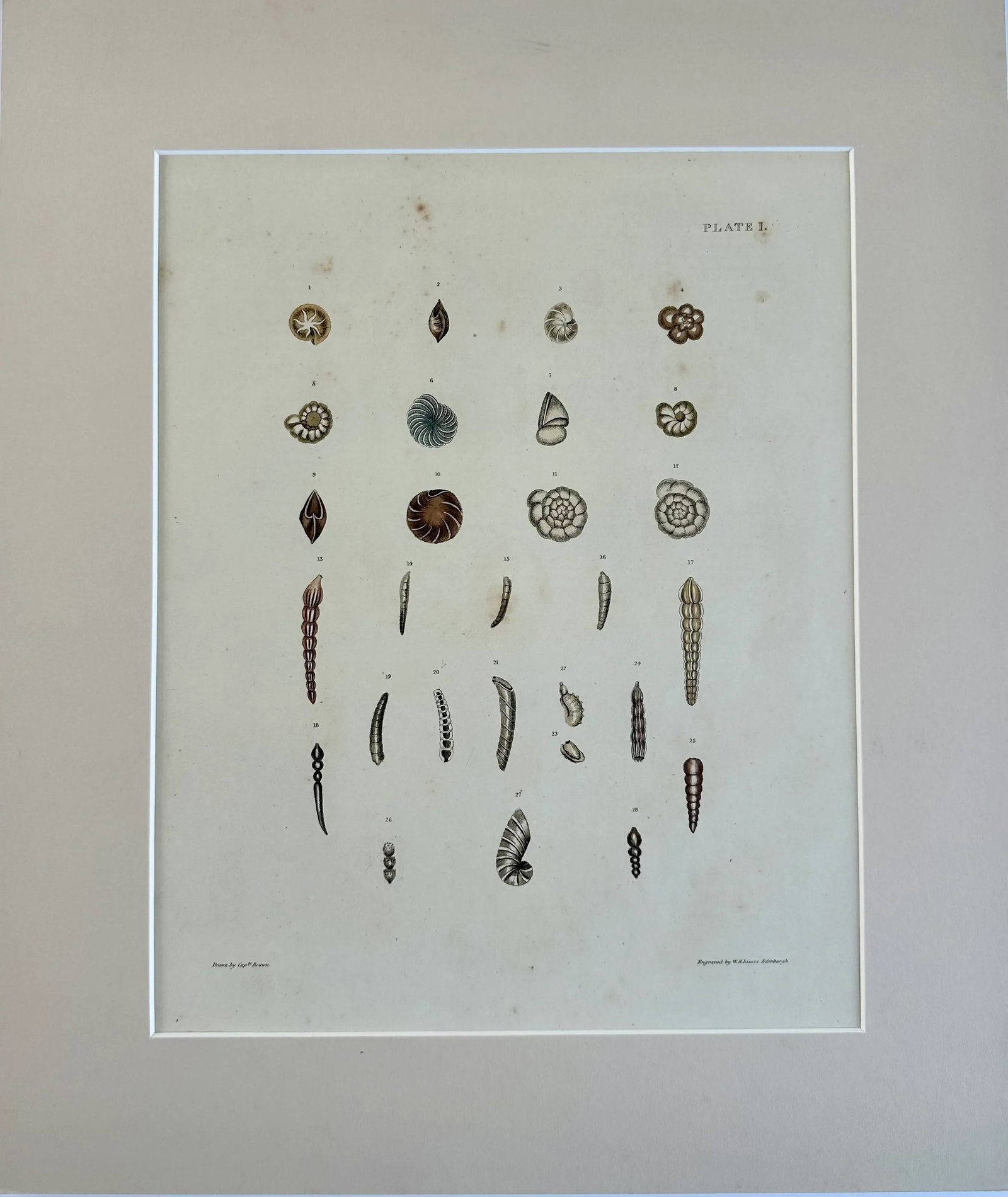 Auger Shells, 19th Century Print (Unframed) - 2