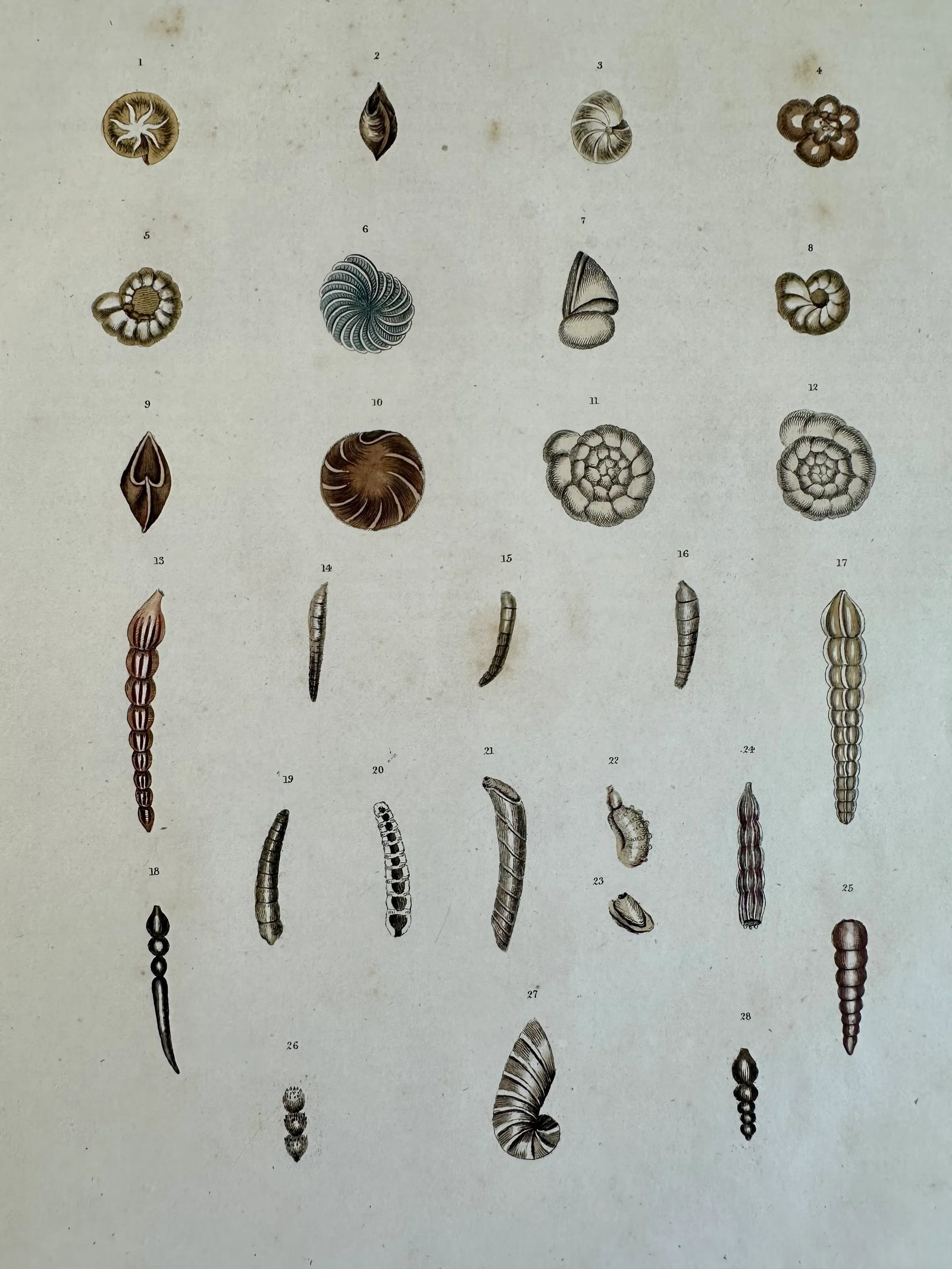 Auger Shells, 19th Century Print (Unframed) - 3