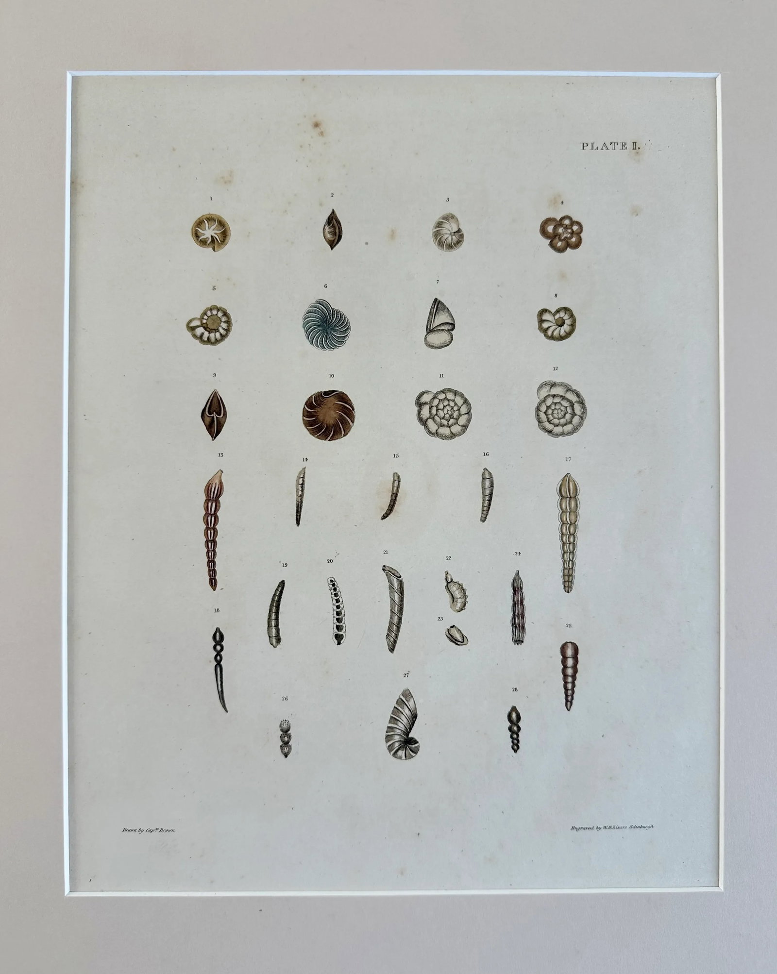 Auger Shells, 19th Century Print (Unframed) - 4