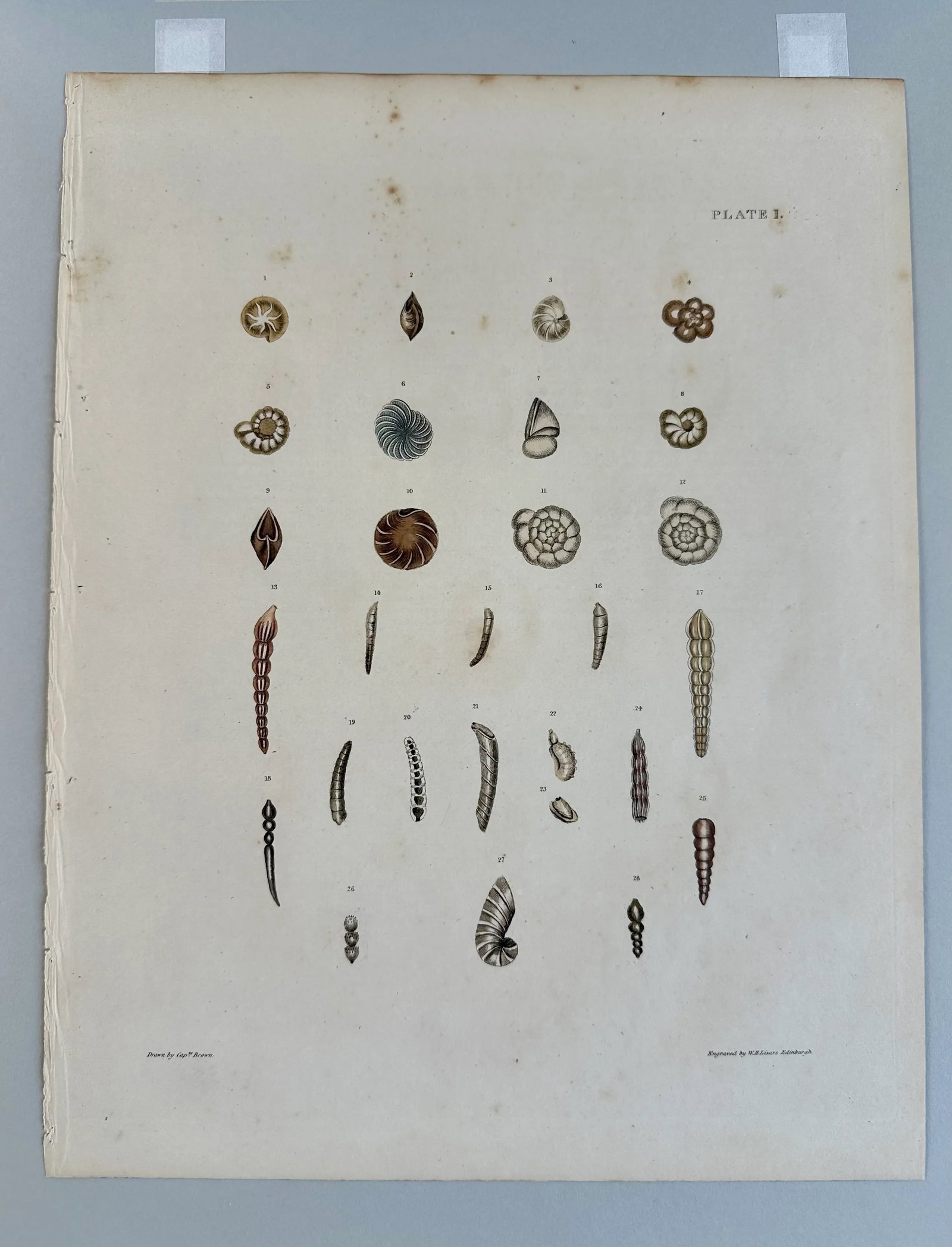 Auger Shells, 19th Century Print (Unframed) - 5