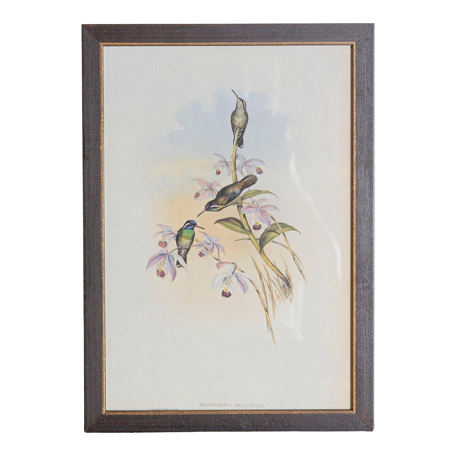 19th Century Bird Print - One of 24, Framed: Mr. John Gould's tropical framed Bird prints 1955 taken from his limited edition of 1000. The most celebrated British ornithologist of the nineteenth-century John Gould (1804-1881) was a businessman,