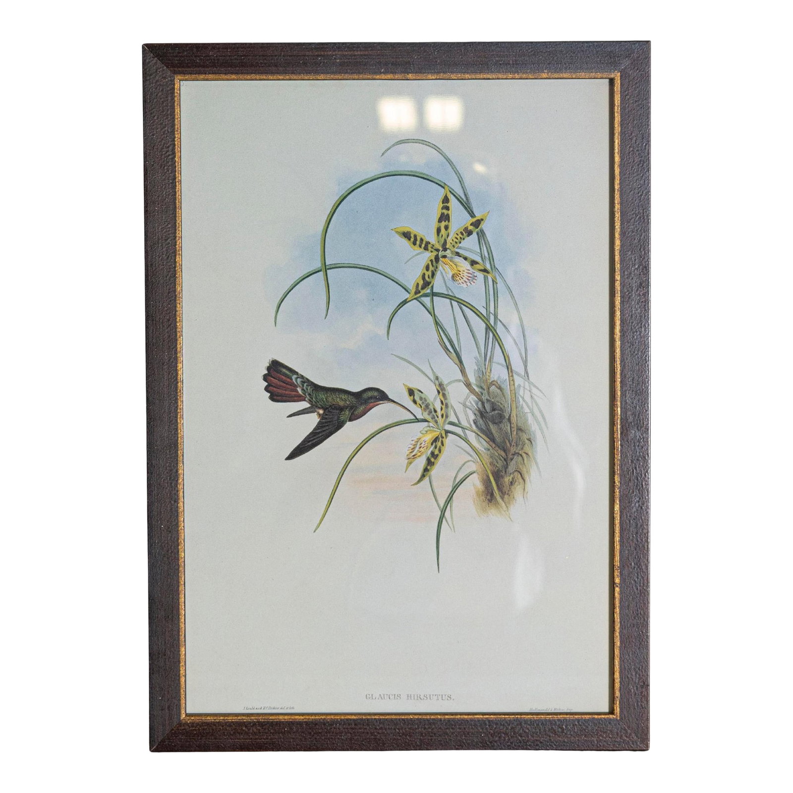 19th Century Bird Print - One of 24, Framed: Mr John Gould's tropical framed Bird prints 1955 taken from his limited edition of 1000. The most celebrated British ornithologist of the nineteenth-century John Gould (1804-1881) was a businessman,