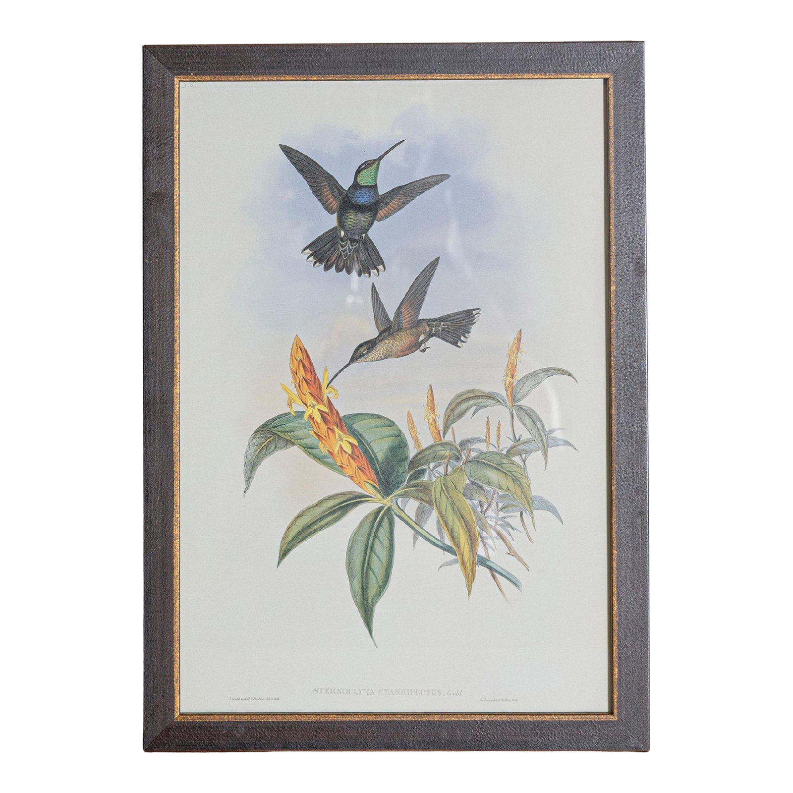 19th Century Bird Print - One of 24, Framed: Mr. John Gould's tropical framed Bird prints 1955 taken from his limited edition of 1000. The most celebrated British ornithologist of the nineteenth-century John Gould (1804-1881) was a businessman,