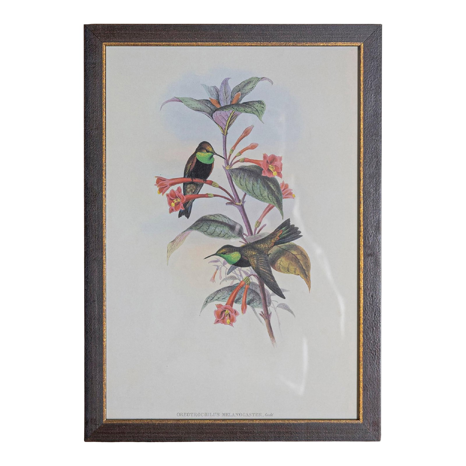 19th Century Bird Print - One of 24, Framed: Mr John Gould's tropical framed Bird prints 1955, taken from his limited edition of 1000. The most celebrated British ornithologist of the nineteenth-century John Gould (1804-1881) was a businessman,