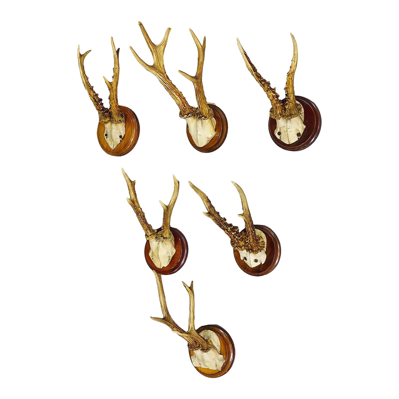 Set of Six Roe Deer Trophies on Turned Plaques Germany Ca. 1900s: Set of Six Roe Deer Trophies on Turned Plaques Germany ca. 1900s A set of six antique Black Forest roe deer (Capreolus capreolus) trophies mounted on turned wooden plaques. The trophies were shot in G