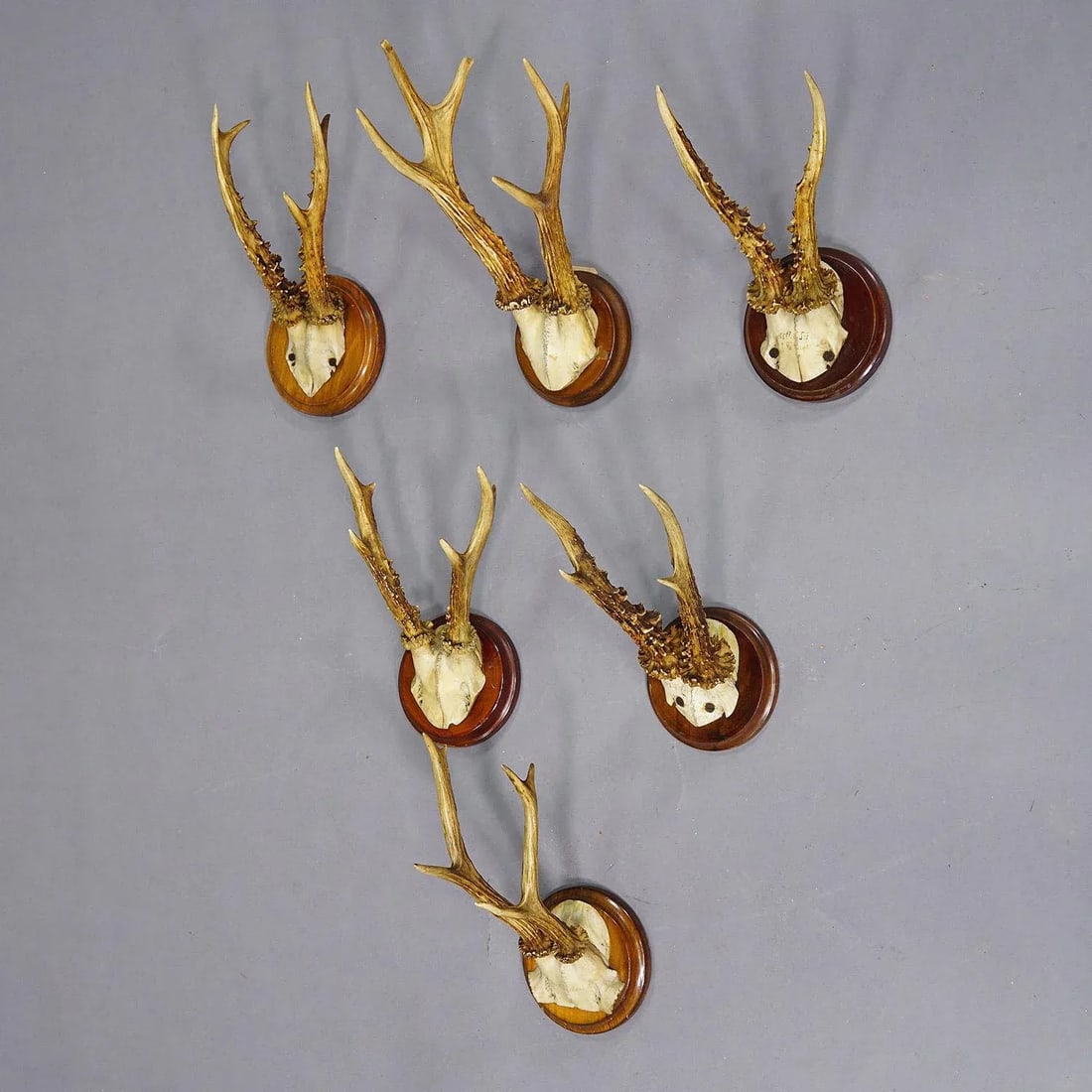 Set of Six Roe Deer Trophies on Turned Plaques Germany Ca. 1900s - 2