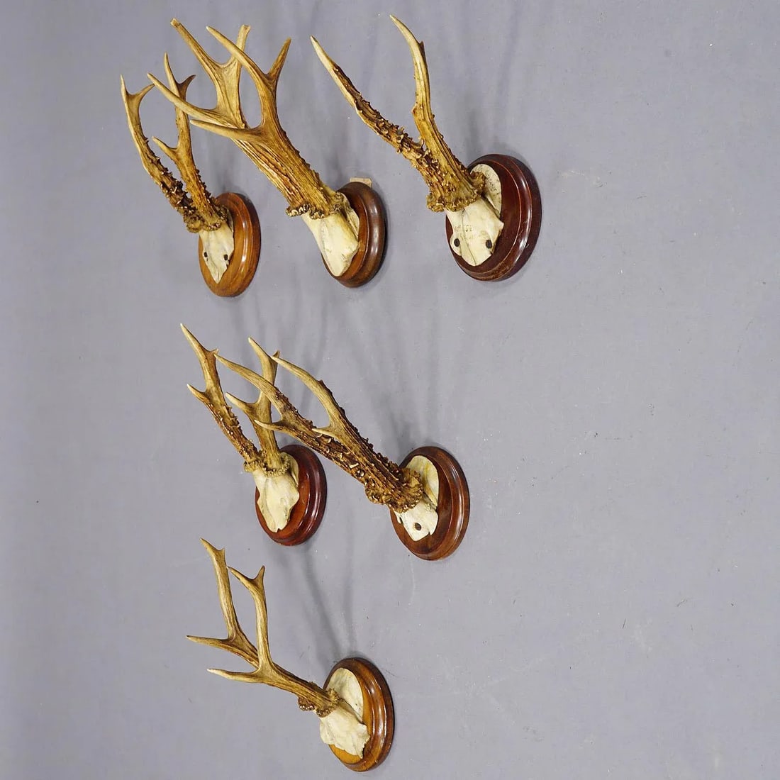 Set of Six Roe Deer Trophies on Turned Plaques Germany Ca. 1900s - 3