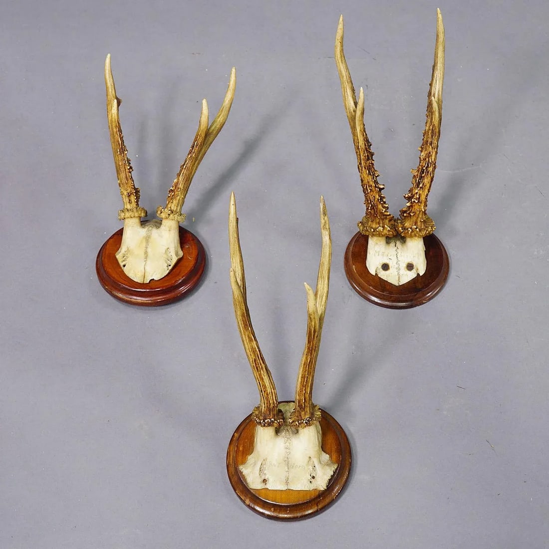Set of Six Roe Deer Trophies on Turned Plaques Germany Ca. 1900s - 4