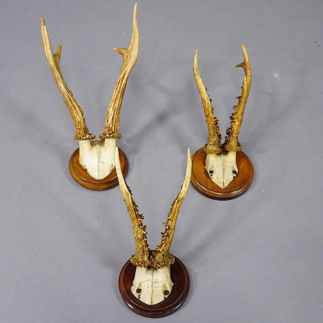 Set of Six Roe Deer Trophies on Turned Plaques Germany Ca. 1900s - 5