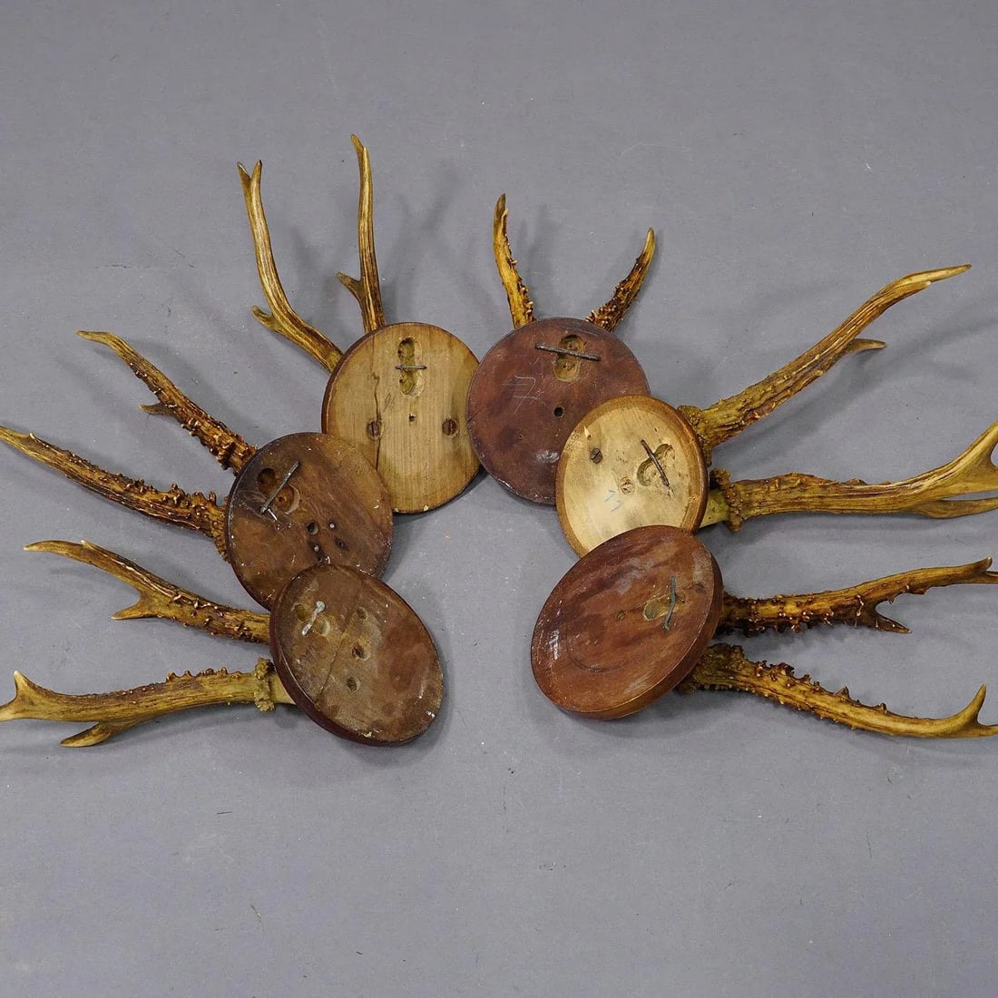 Set of Six Roe Deer Trophies on Turned Plaques Germany Ca. 1900s - 7