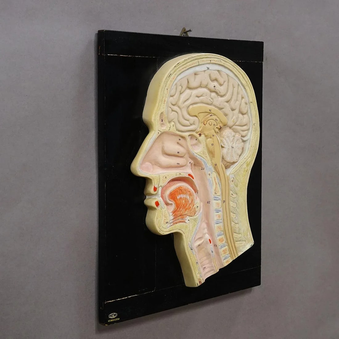 Median Incision of the Human Head Model by Phywe 1930s - 2