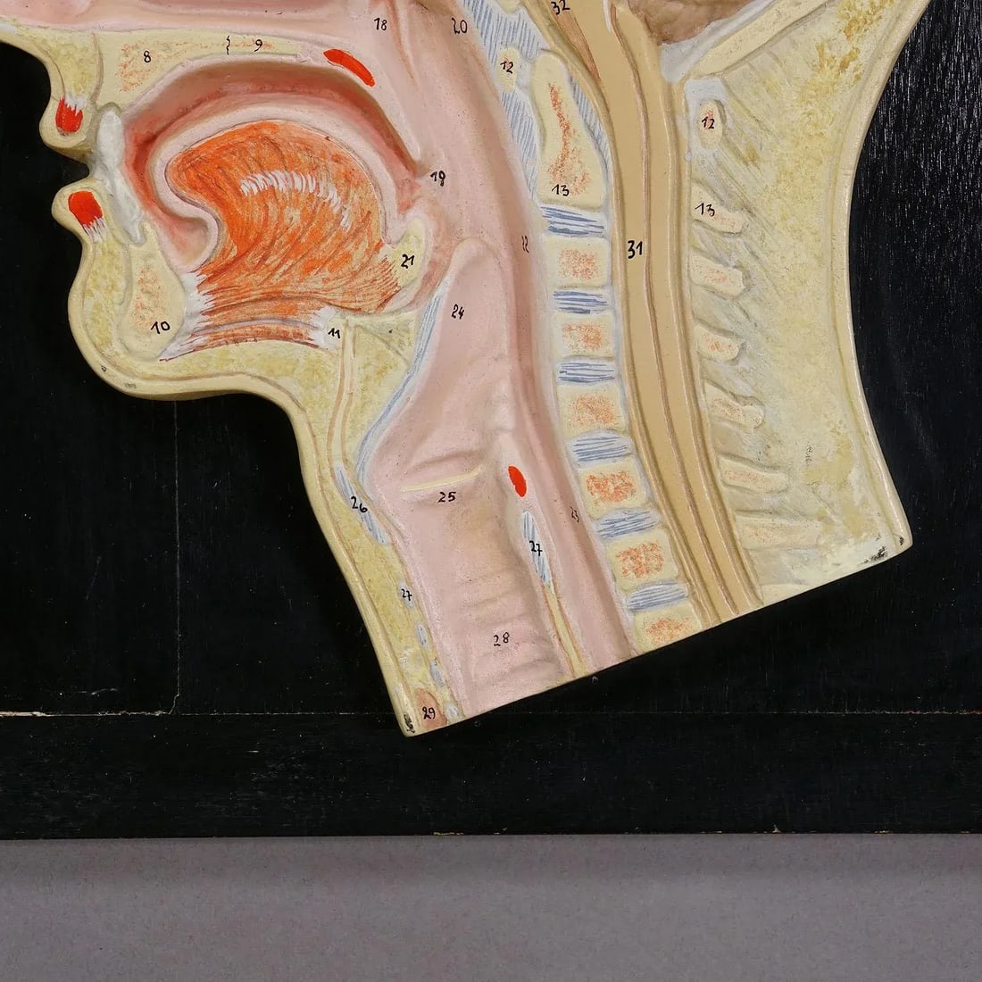 Median Incision of the Human Head Model by Phywe 1930s - 3