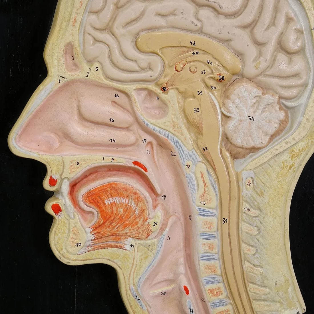 Median Incision of the Human Head Model by Phywe 1930s - 4