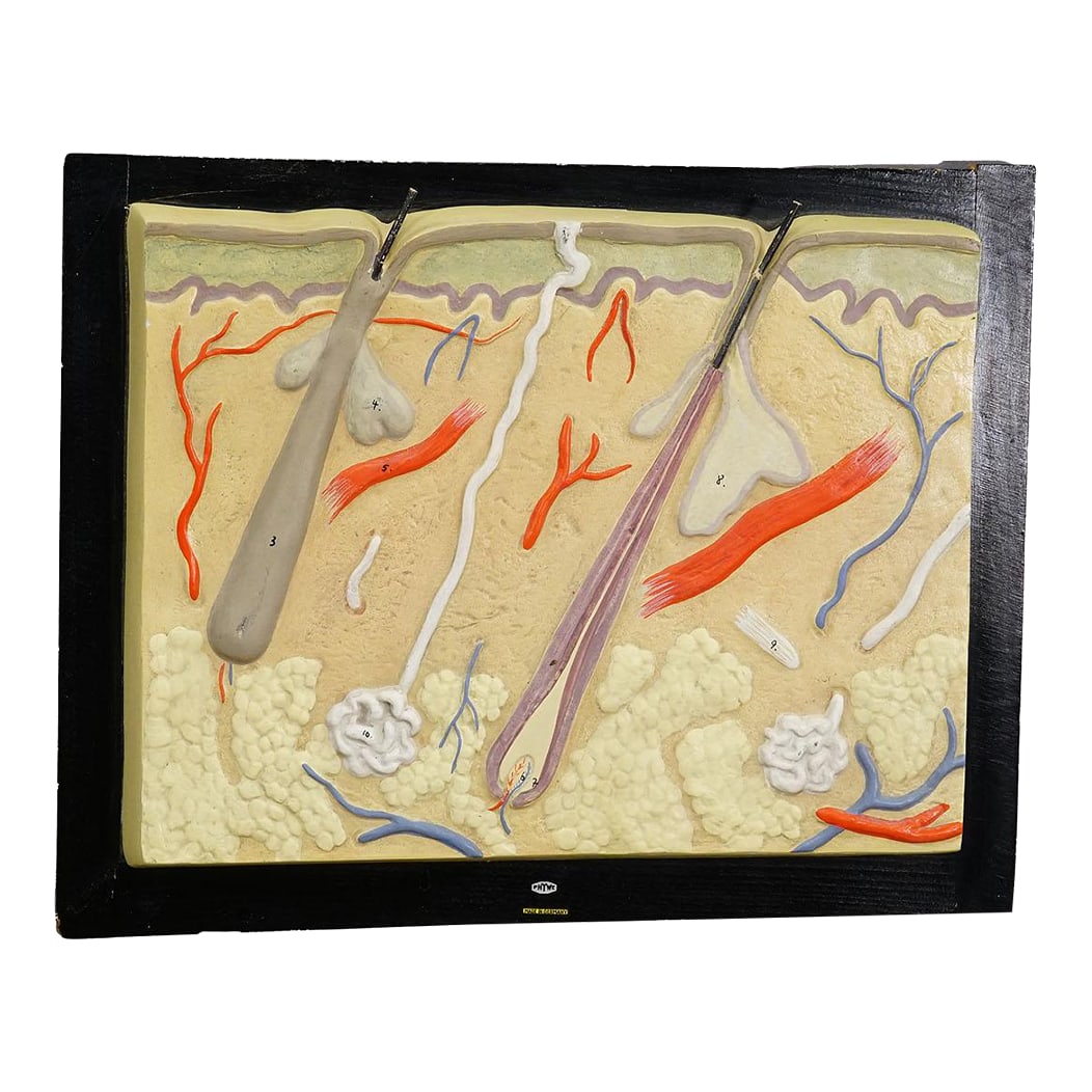 Teaching Aid Showpiece - Structure of the Human Skin, Plaster on Wood 1930s (1 of 6)