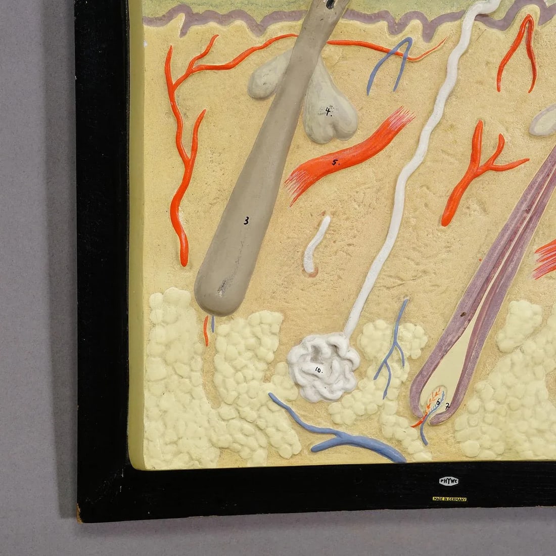 Teaching Aid Showpiece - Structure of the Human Skin, Plaster on Wood 1930s - 2