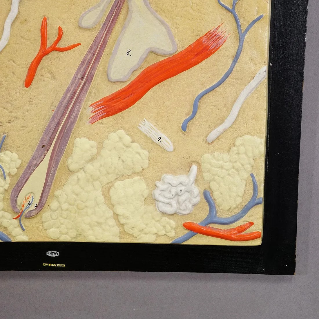 Teaching Aid Showpiece - Structure of the Human Skin, Plaster on Wood 1930s - 3