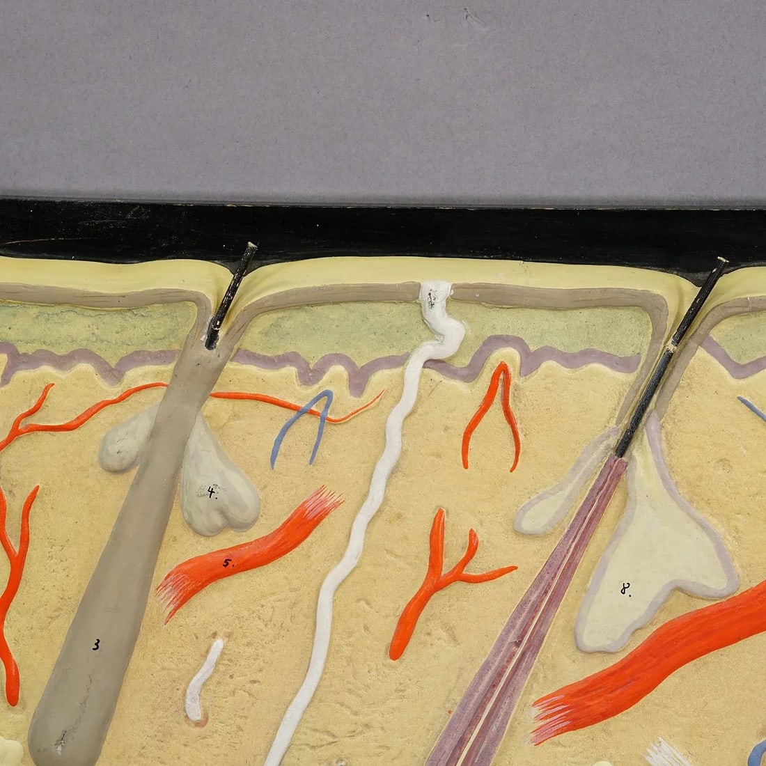 Teaching Aid Showpiece - Structure of the Human Skin, Plaster on Wood 1930s - 4