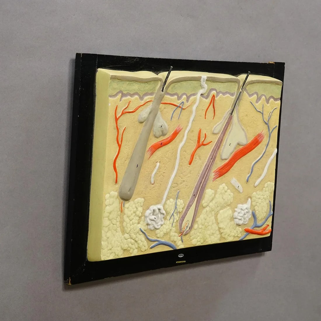 Teaching Aid Showpiece - Structure of the Human Skin, Plaster on Wood 1930s - 5