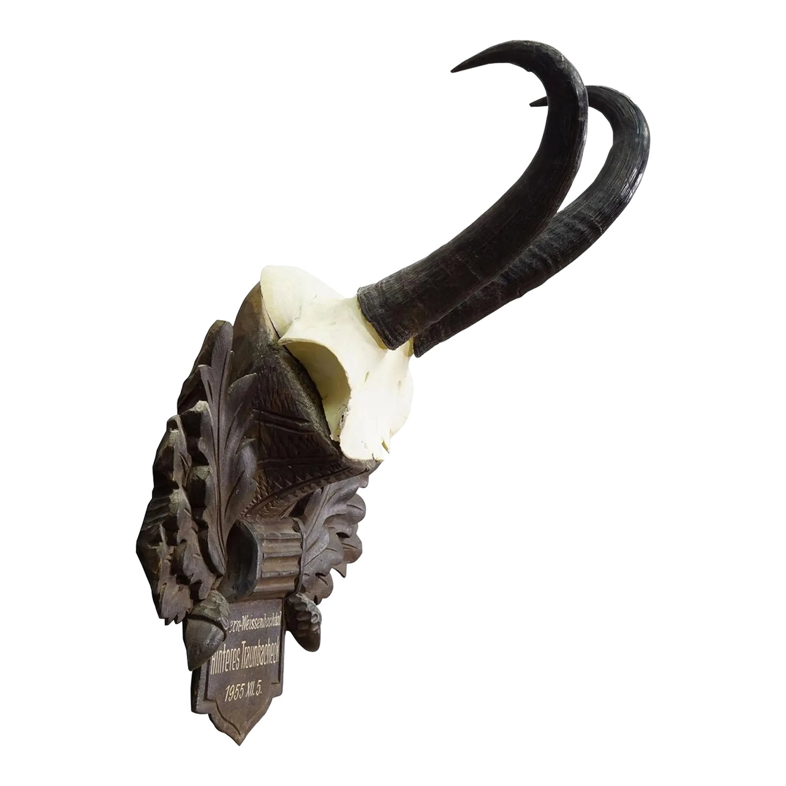 Large Chamois Trophy on Carved Plaque, Austria 1955 (1 of 7)