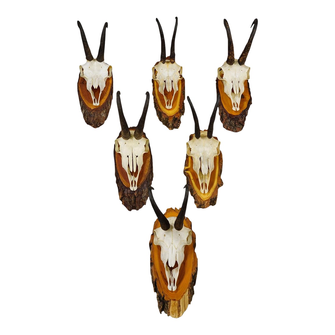 Vintage Set of Six Chamois Trophies on Wooden Plaques, Germany Ca. 1950s: Vintage Set of Six Chamois Trophies on Wooden Plaques, Germany ca. 1950s A set of six vintage chamois (Rupicapra rupicapra) trophies mounted on wood plaques. The trophies were shot in Germany around t