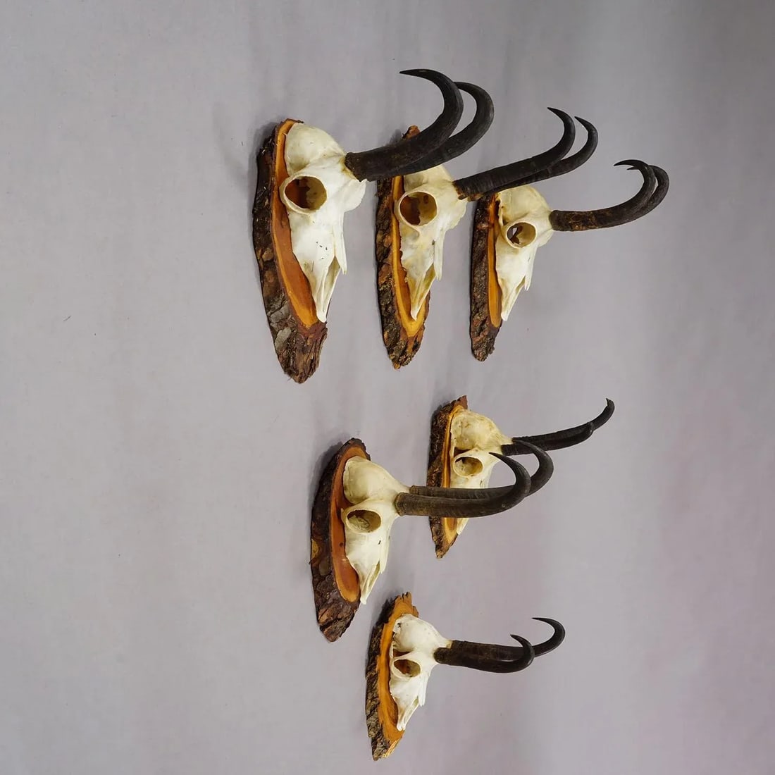 Vintage Set of Six Chamois Trophies on Wooden Plaques, Germany Ca. 1950s - 2
