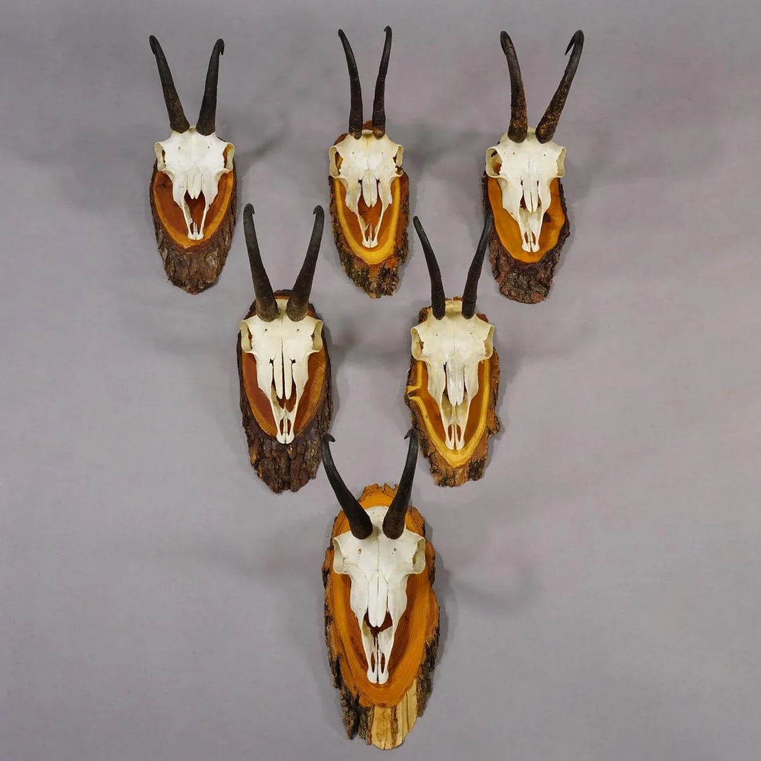 Vintage Set of Six Chamois Trophies on Wooden Plaques, Germany Ca. 1950s - 3