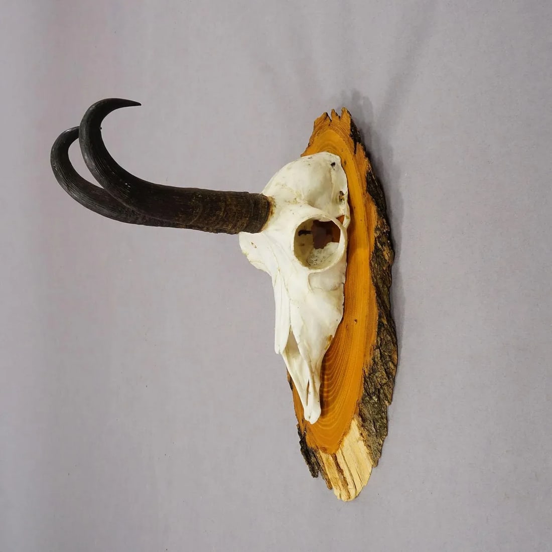 Vintage Set of Six Chamois Trophies on Wooden Plaques, Germany Ca. 1950s - 4