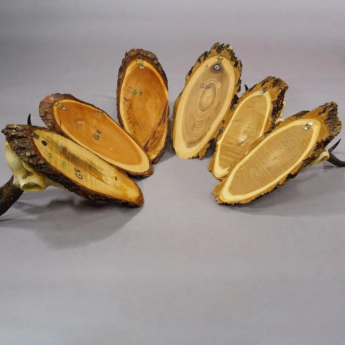 Vintage Set of Six Chamois Trophies on Wooden Plaques, Germany Ca. 1950s - 6