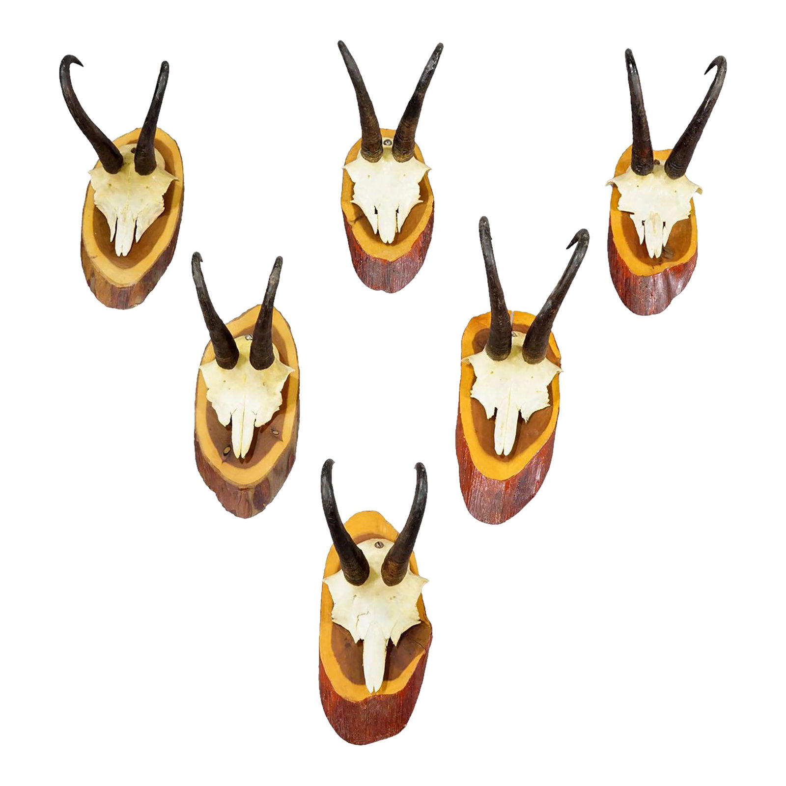 Set of Six Vintage Chamois Trophies on Wooden Plaques, Germany Ca. 1960s: Set of Six Vintage Chamois Trophies on Wooden Plaques, Germany ca. 1960s A set of six vintage chamois (Rupicapra rupicapra) trophies mounted on wooden plaques. The trophies were shot in Germany around