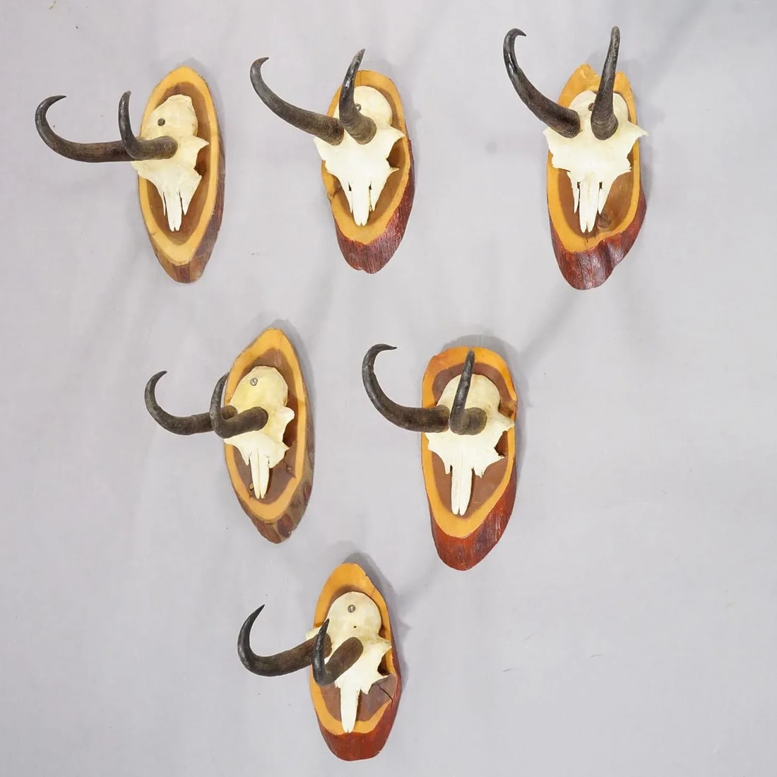 Set of Six Vintage Chamois Trophies on Wooden Plaques, Germany Ca. 1960s - 2