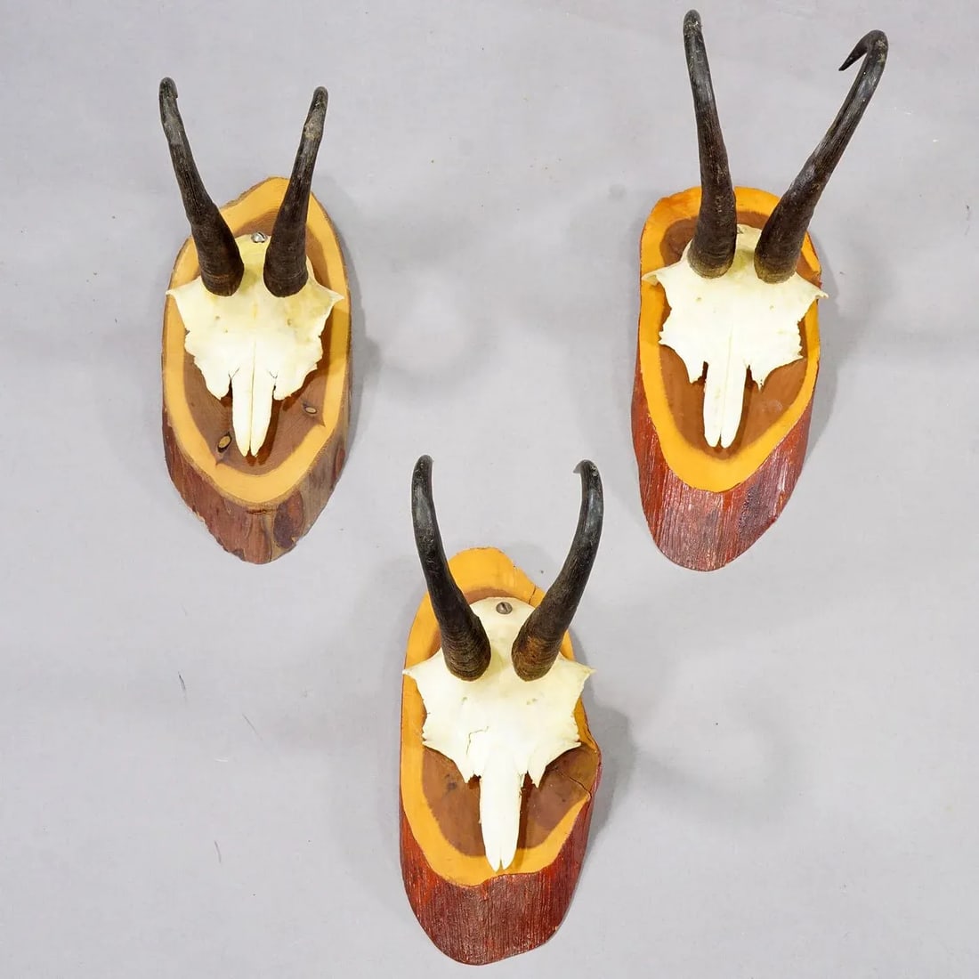 Set of Six Vintage Chamois Trophies on Wooden Plaques, Germany Ca. 1960s - 3