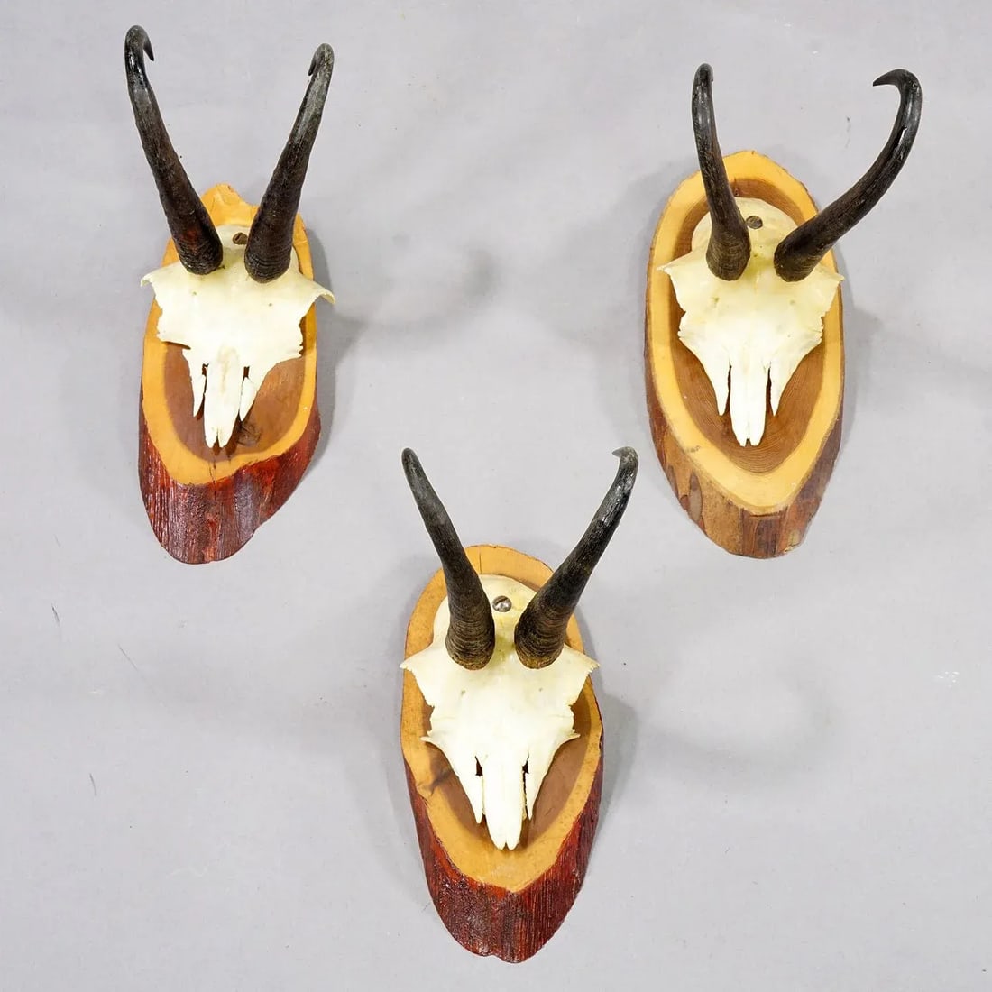 Set of Six Vintage Chamois Trophies on Wooden Plaques, Germany Ca. 1960s - 4