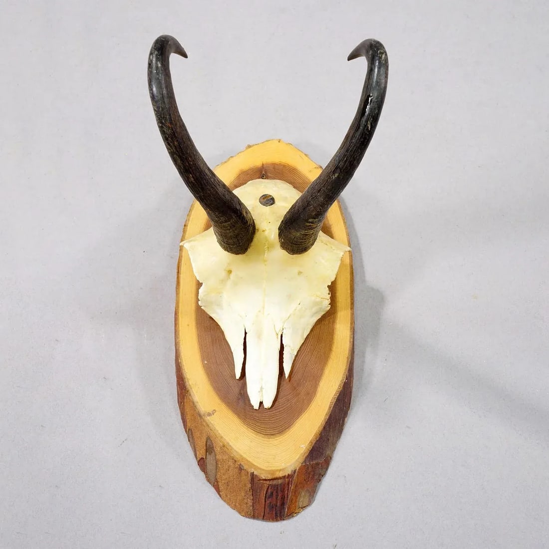 Set of Six Vintage Chamois Trophies on Wooden Plaques, Germany Ca. 1960s - 5