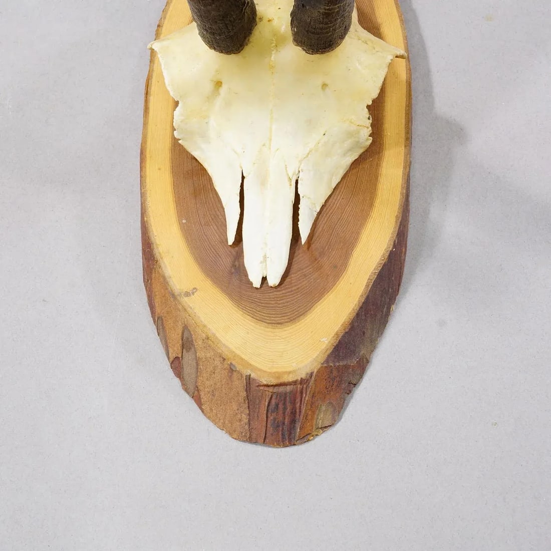 Set of Six Vintage Chamois Trophies on Wooden Plaques, Germany Ca. 1960s - 7