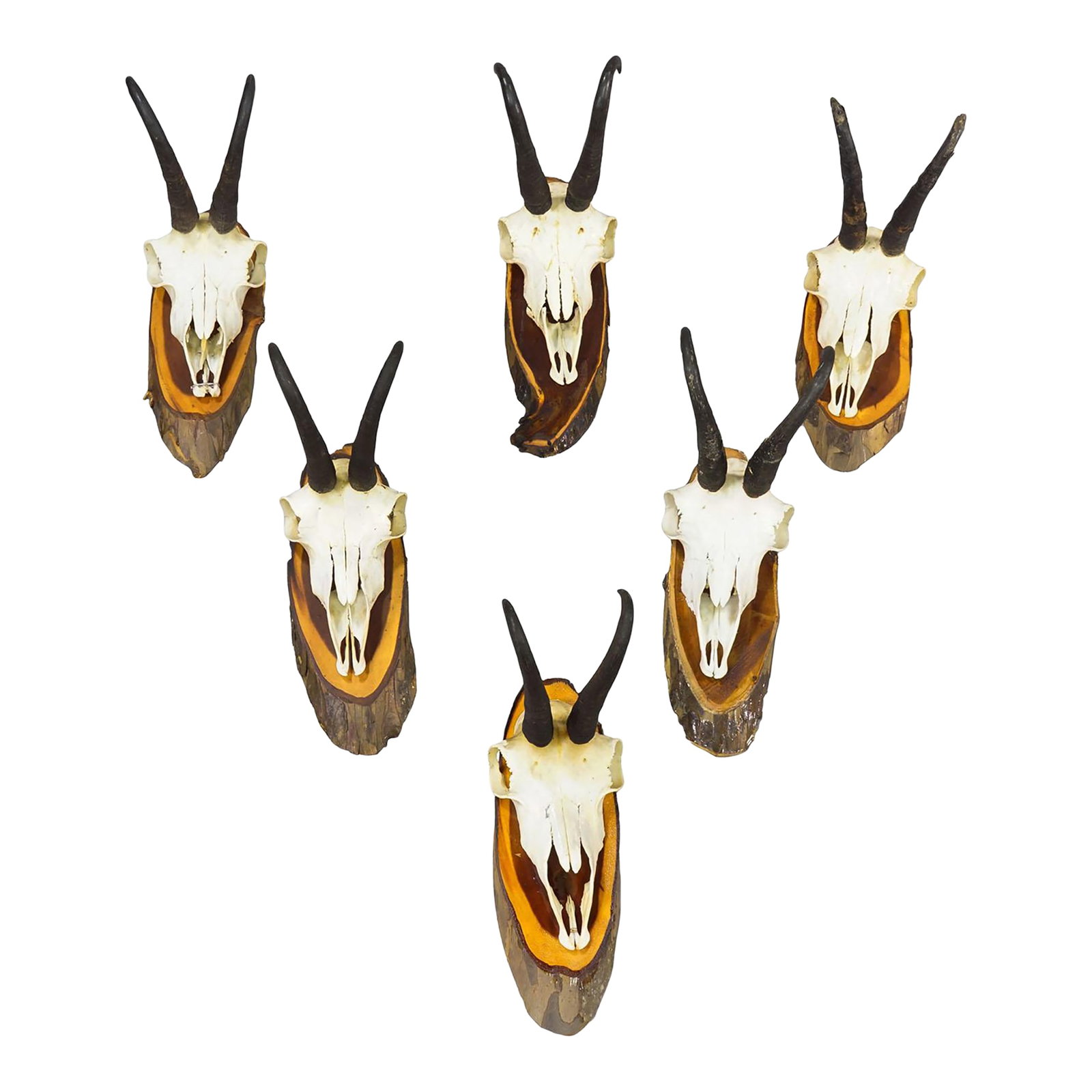Set of Six Vintage Chamois Trophies on Wooden Plaques, Germany Ca. 1970s: Set of Six Vintage Chamois Trophies on Wooden Plaques, Germany ca. 1970s A set of six vintage chamois (Rupicapra rupicapra) trophies mounted on wooden plaques. The trophies were shot in Germany around