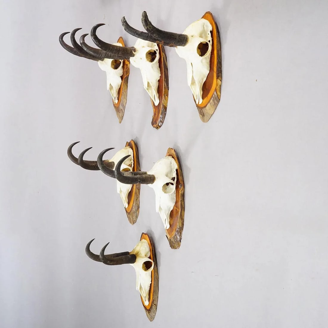 Set of Six Vintage Chamois Trophies on Wooden Plaques, Germany Ca. 1970s - 2