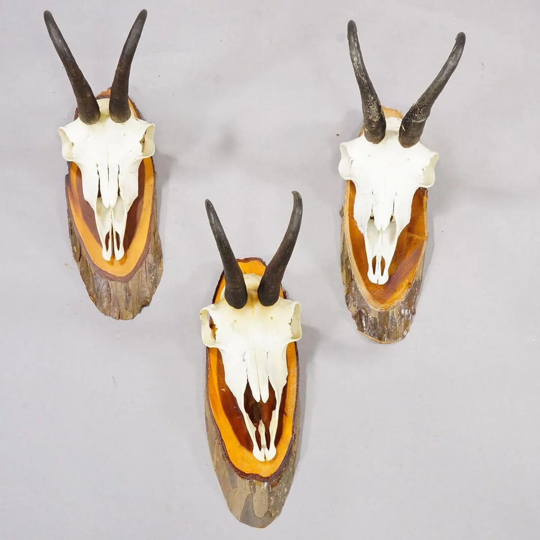Set of Six Vintage Chamois Trophies on Wooden Plaques, Germany Ca. 1970s - 3