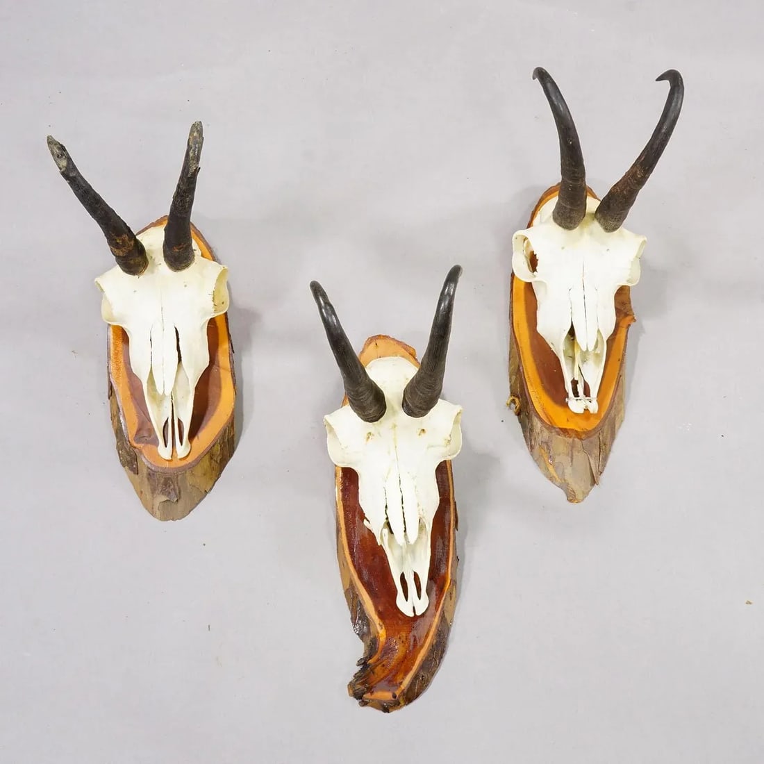 Set of Six Vintage Chamois Trophies on Wooden Plaques, Germany Ca. 1970s - 4